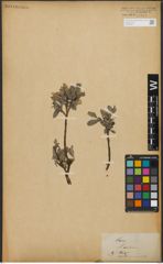 Foto von Salix L.